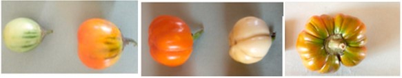  Some morphotypes of Solanum aethiopicum L. cultivars