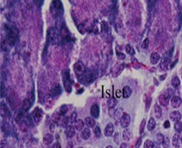  Photomicrograph of the pancreas from DEE rats showing preserved normal pancreas            histoarchitecture (H &E stain X400 magnification)