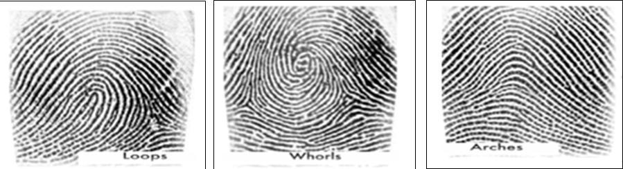 Three inked human fingerprints side by side, labeled loops, whorls and arches, showing the three basic epidermal ridge patterns.