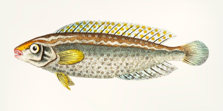 International Journal of Aquaculture Research and Development - Lepomis macrochirus